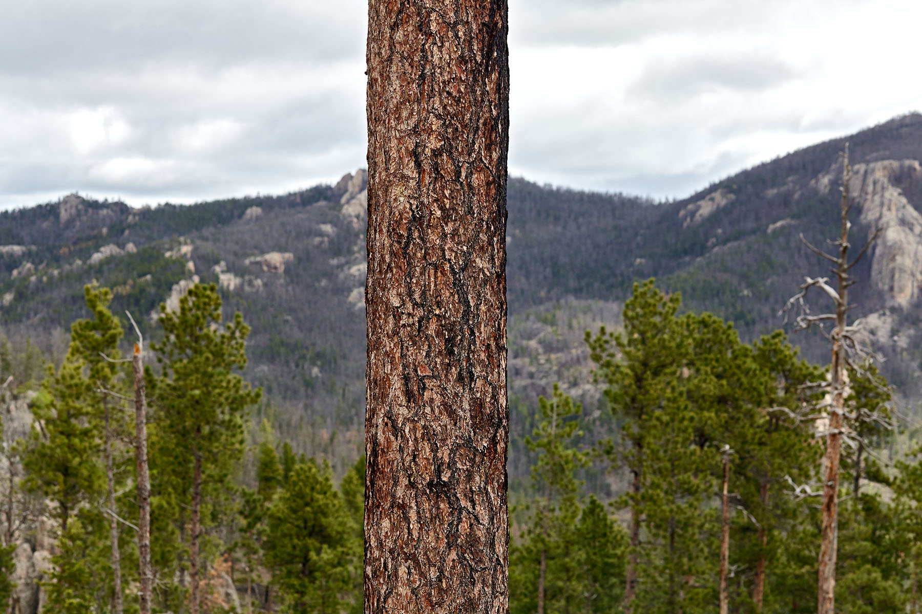 Mount_Rushmore_Tree_Omaha_2012-9822